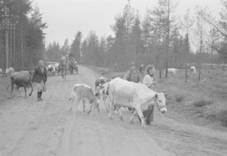 Evakkoväkeä, Kuvaaja tuntematon. Kuva Markku Saarenpää.